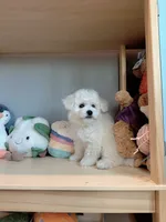 Mini Snowy, a male Bichon Frise for sale in Rancho Cucamonga, CA – 5 of 7