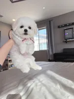 Mini size girly , a female Bichon Frise for sale in Rancho Cucamonga, CA – Photo 6 of 8