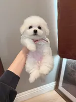 Mini size girly , a female Bichon Frise for sale in Rancho Cucamonga, CA – Photo 7 of 8