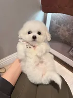 Mini size girly , a female Bichon Frise for sale in Rancho Cucamonga, CA – Photo 8 of 8