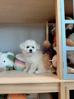 Mini Snowy, a male Bichon Frise for sale in Rancho Cucamonga, CA – 2 of 7
