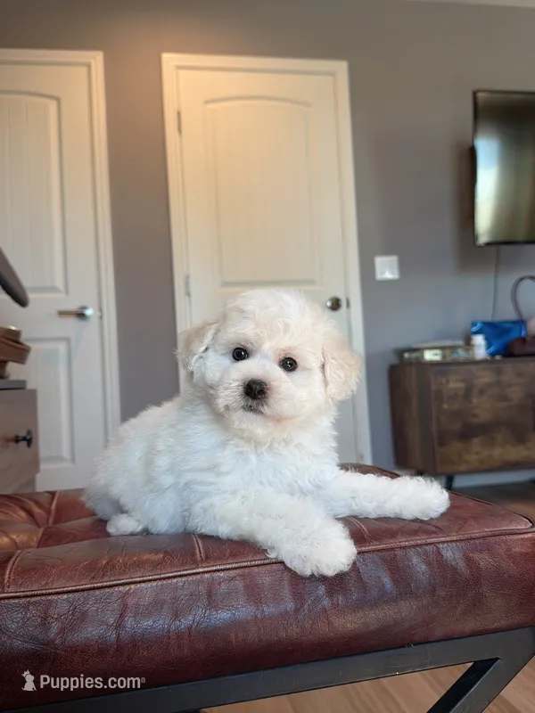 Mini Snowman – Bichon Frise puppy for sale in Rancho Cucamonga, CA