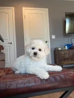 Mini Snowman, a male Bichon Frise for sale in Rancho Cucamonga, CA – 1 of 4