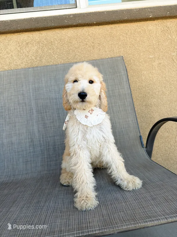 Mini cookie, a female Miniature Goldendoodle for sale in Rancho Cucamonga, CA – 1 of 4