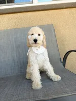 Mini cookie, a female Miniature Goldendoodle for sale in Rancho Cucamonga, CA – 1 of 4