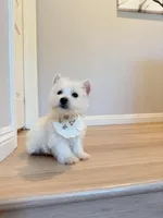 Mochi, a male West Highland White Terrier for sale in Rancho Cucamonga, CA – Photo 5 of 5