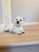 Mochi, a male West Highland White Terrier for sale in Rancho Cucamonga, CA – Photo 2 of 5