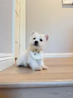 Mochi, a male West Highland White Terrier for sale in Rancho Cucamonga, CA – Photo 1 of 5