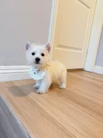 Mochi, a male West Highland White Terrier for sale in Rancho Cucamonga, CA – Photo 4 of 5