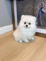 snowflake dollface, a male Pomeranian for sale in Rancho Cucamonga, CA – 3 of 5