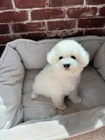 Mini Snowflakes , a male Bichon Frise for sale in Rancho Cucamonga, CA – 5 of 5