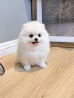 Snowball dollface, a male Pomeranian for sale in Rancho Cucamonga, CA – 3 of 5