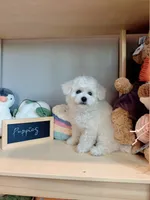 Mini Snowy, a male Bichon Frise for sale in Rancho Cucamonga, CA – 6 of 7