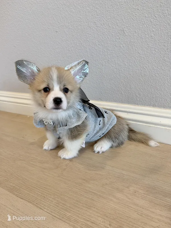 Nova w tail – Pembroke Welsh Corgi puppy for sale in Rancho Cucamonga, CA