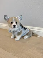 Nova w tail, a female Pembroke Welsh Corgi for sale in Rancho Cucamonga, CA – 1 of 5