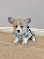 Nova w tail, a female Pembroke Welsh Corgi for sale in Rancho Cucamonga, CA – 3 of 5