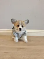 Nova w tail, a female Pembroke Welsh Corgi for sale in Rancho Cucamonga, CA – 4 of 5