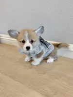 Nova w tail, a female Pembroke Welsh Corgi for sale in Rancho Cucamonga, CA – 5 of 5