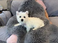 Snowy AKC girl, a female West Highland White Terrier for sale in Rancho Cucamonga, CA – Photo 4 of 4