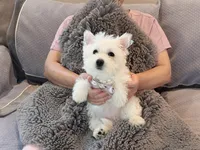 Snowy AKC girl, a female West Highland White Terrier for sale in Rancho Cucamonga, CA – Photo 2 of 4