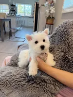 Snowy AKC girl, a female West Highland White Terrier for sale in Rancho Cucamonga, CA – Photo 3 of 4