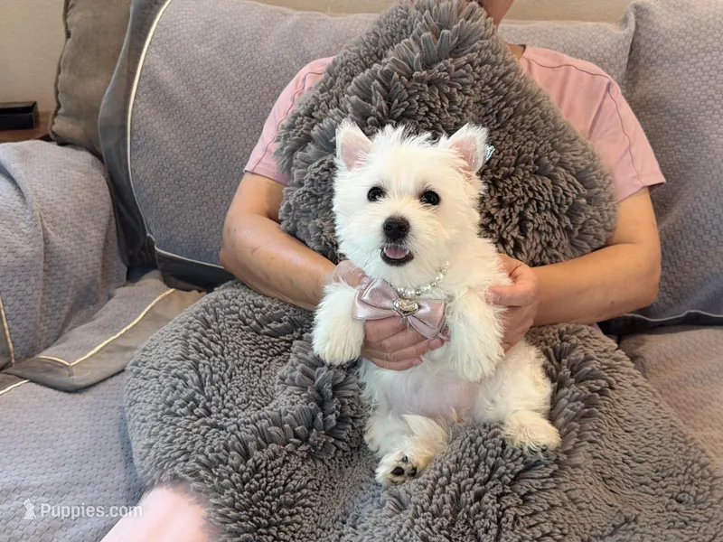 Snowy AKC girl – West Highland White Terrier puppy for sale in Rancho Cucamonga, CA