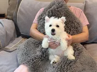 Snowy AKC girl, a female West Highland White Terrier for sale in Rancho Cucamonga, CA – Photo 1 of 4