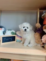 Mini Snowy, a male Bichon Frise for sale in Rancho Cucamonga, CA – 4 of 7