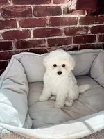 Mini Snowflakes , a male Bichon Frise for sale in Rancho Cucamonga, CA – 2 of 5