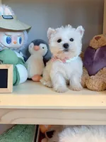 Daisy, a female West Highland White Terrier for sale in Rancho Cucamonga, CA – Photo 4 of 5