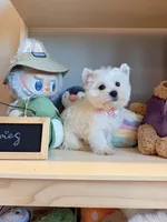 Daisy, a female West Highland White Terrier for sale in Rancho Cucamonga, CA – Photo 5 of 5