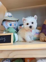 Daisy, a female West Highland White Terrier for sale in Rancho Cucamonga, CA – Photo 3 of 5