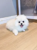 Snowball dollface, a male Pomeranian for sale in Rancho Cucamonga, CA – 4 of 5
