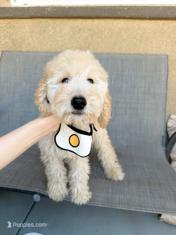 Mini Nugget – Miniature Goldendoodle puppy for sale in Rancho Cucamonga, CA
