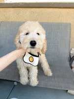 Mini Nugget, a male Miniature Goldendoodle for sale in Rancho Cucamonga, CA – 1 of 4