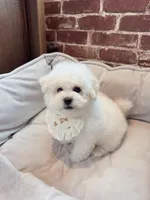 Mini Cotton candy , a male Bichon Frise for sale in Rancho Cucamonga, CA – Photo 4 of 6