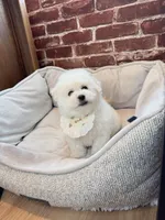 Mini Cotton candy , a male Bichon Frise for sale in Rancho Cucamonga, CA – Photo 6 of 6