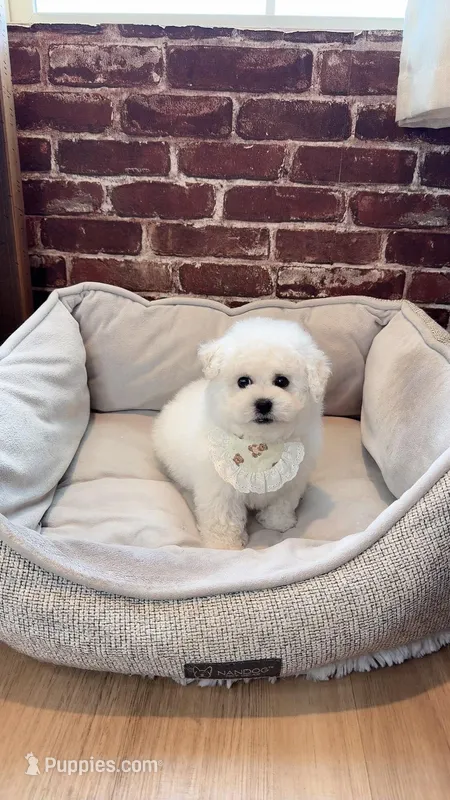 Mini Cotton candy  – Bichon Frise puppy for sale in Rancho Cucamonga, CA