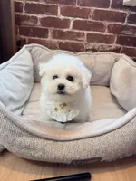 Mini Cotton candy , a male Bichon Frise for sale in Rancho Cucamonga, CA – Photo 5 of 6