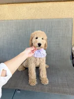 Mini bear, a female Miniature Goldendoodle for sale in Rancho Cucamonga, CA – 2 of 4