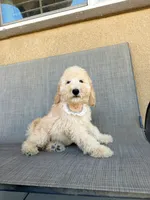 Mini peanut, a male Miniature Goldendoodle for sale in Rancho Cucamonga, CA – 4 of 4