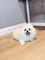 Snowball dollface, a male Pomeranian for sale in Rancho Cucamonga, CA – 5 of 5