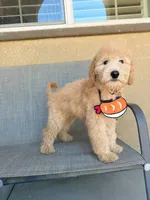 Mini teddy bear, a female Miniature Goldendoodle for sale in Rancho Cucamonga, CA – 4 of 4