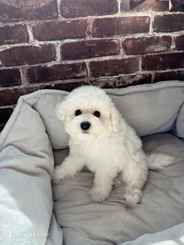 Mini Snowflakes  – Bichon Frise puppy for sale in Rancho Cucamonga, CA