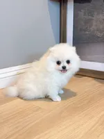 Snowball dollface, a male Pomeranian for sale in Rancho Cucamonga, CA – 2 of 5