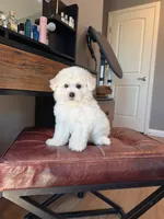 Mini Snowman, a male Bichon Frise for sale in Rancho Cucamonga, CA – 4 of 4