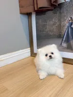 snowflake dollface, a male Pomeranian for sale in Rancho Cucamonga, CA – 4 of 5