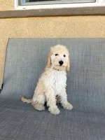 Mini cookie, a female Miniature Goldendoodle for sale in Rancho Cucamonga, CA – 3 of 4