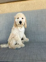 Mini cookie, a female Miniature Goldendoodle for sale in Rancho Cucamonga, CA – 2 of 4