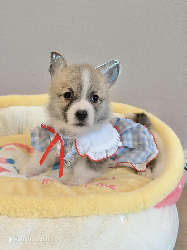 Coco w tail – Pembroke Welsh Corgi puppy for sale in Rancho Cucamonga, CA